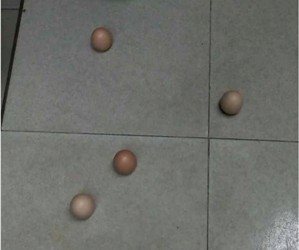 Telur bisa "berdiri" disekitar Tugu Khatulistiwa