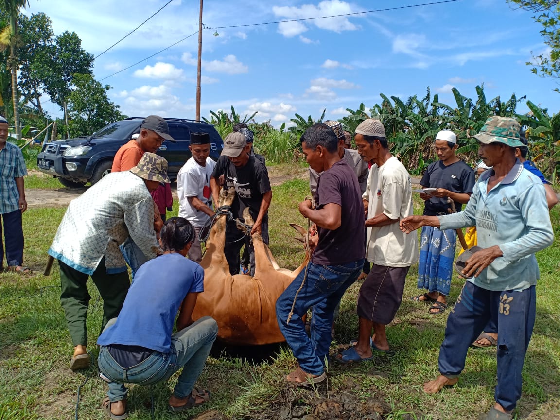 Pemotongan Hewan Qurban, Salah Satunya Atas Nama Allahyarham Sultan