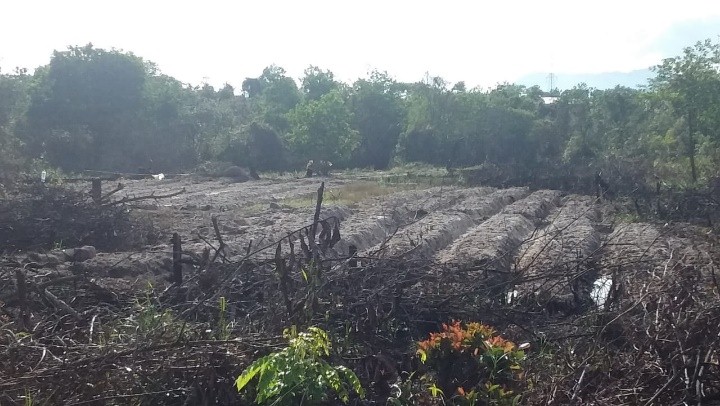 pemanfaatan lahan peti