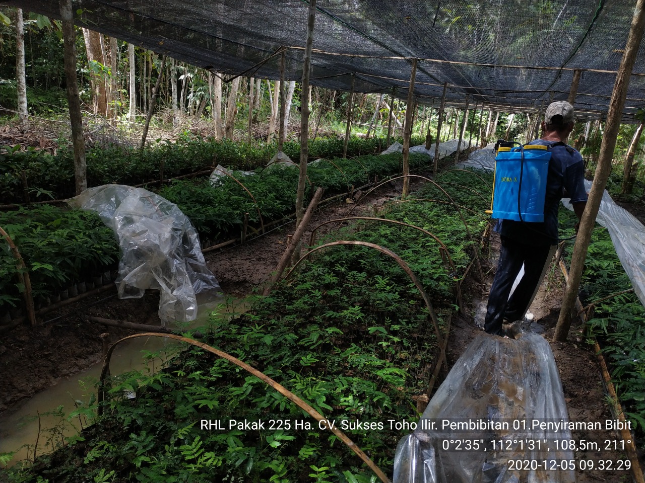 Persiapan bibit Agroforestry