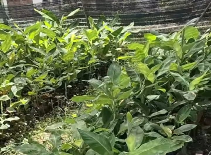 benih pisang.1