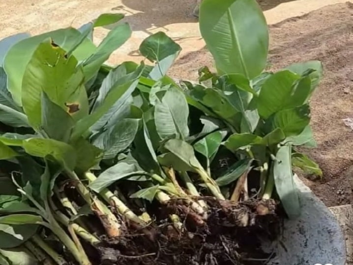 benih pisang